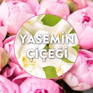 Elektrikli Yedek Yasemin Çiçeği