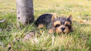 Runadı Hi- Line Gift 87710-M Yorkshire Terrier Köpek Uyuyan Evcil Hayvan Dostları Heykeli, Siyah