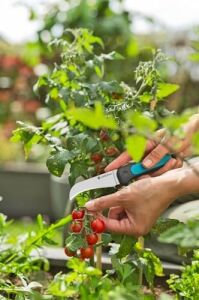 Veggiecut Hasat Bıçağı: Paslanmaz Çelik Bıçak, Sebze Hasat Etmek, Temizlemek ve Soymak Için, Kaymaz Sap, Bulaşık Makinesinde Yıkanabilir, Kemer Kılıfında Zımpara Makinesi Dahil (12211-20)