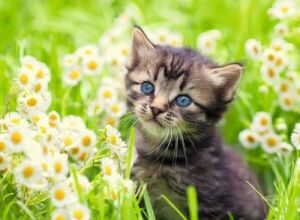 500P Puzzle Kedi Foto, Yapboz