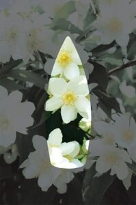 Auran Yasemin Kokulu Geri Akış Tütsüsü Konik Tütsü Jasmine Backflow Incense Cones 10 Adet