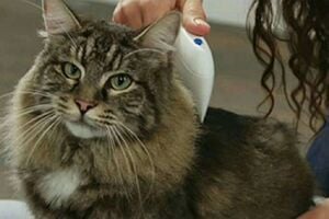 Flea Doctor Pet Hayvanlar Için Haşere Öldürücü Pilli Pire Tarağı