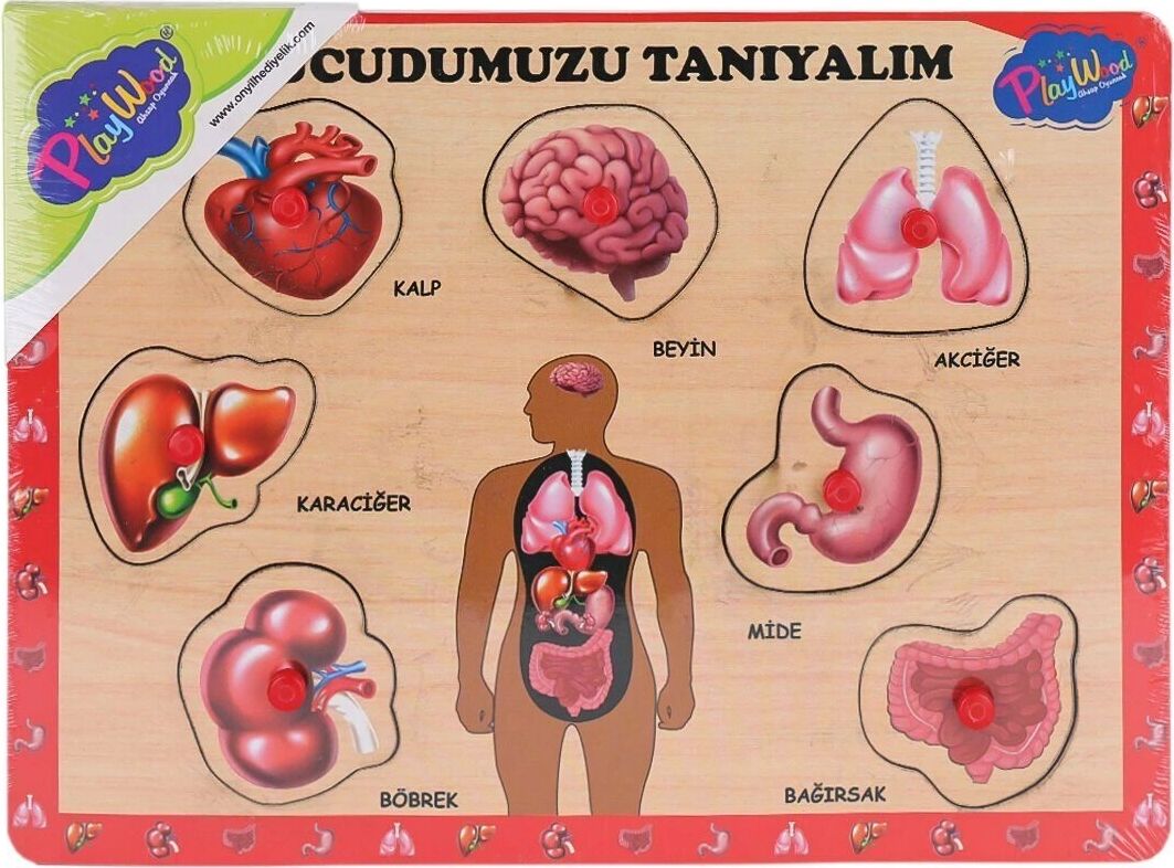 ONY-287 288 Ahşap Tutmalı Vücumuzu Tanıyalım -Onyıl Oyuncak