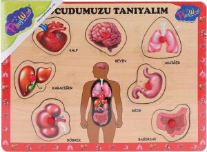 ONY-287 288 Ahşap Tutmalı Vücumuzu Tanıyalım -Onyıl Oyuncak