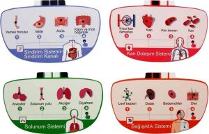 Sesli Insan Vücudu Modeli Bilim Seti