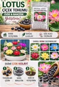15 Adet Lotus Çiçeği Tohumu Nilüfer Çiçeği Karışık Renkli Orjinal Lotus Su ve Toprakta Yetişir