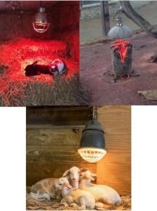 250W Kızılötesi Infrared Hayvan Isıtma ve Fizik Tedavi Lambası, Kırmızı Işık, BR125