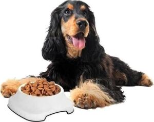Silikon Kaydırmaz Taban Plastik Kedi ve Köpek Mama ve Su Kabı 2 L
