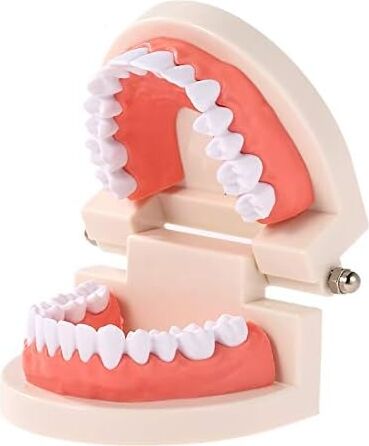 Hanying Diş Modeli Diş Çocuk Diş Öğretim Modeli Yetişkin Diş Diş Etleri Okuyan Çocuklar Için Standart Gösteri Aracı