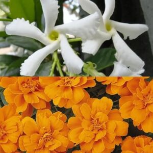 Saponificio Artigianale Fiorentino Sabun 100 gr - Jasmine And Tangerine
