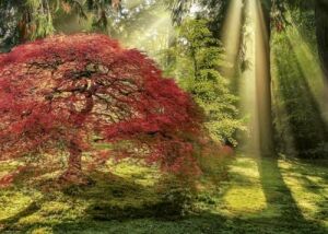 Heye Guiding Light
