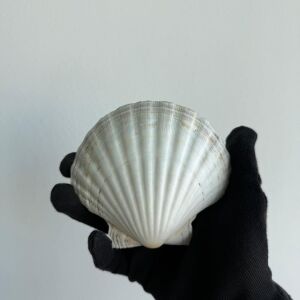 Büyük Doğal Deniz Tarağı Kabugu | 1 Adet | 10-12 cm | Mutfak ve Dekorasyon Için | El Işi ve Dıy Projeleri Için Büyük Deniz Kabuğu