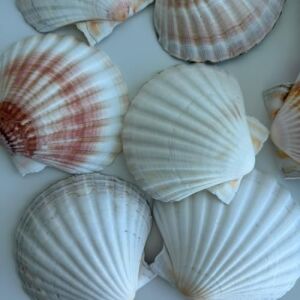 Büyük Doğal Deniz Tarağı Kabugu | 1 Adet | 10-12 cm | Mutfak ve Dekorasyon Için | El Işi ve Dıy Projeleri Için Büyük Deniz Kabuğu