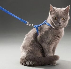 Kedi Tasması